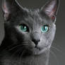 Russian Blue Portrait