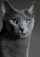 Russian Blue Portrait