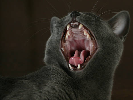 Russian Blue Yawn