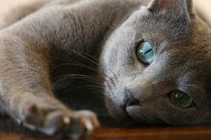 Tired Russian Blue