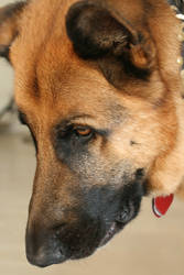 German Shepherd 2