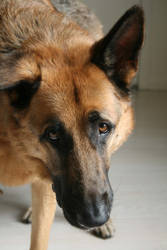 German Shepherd 4