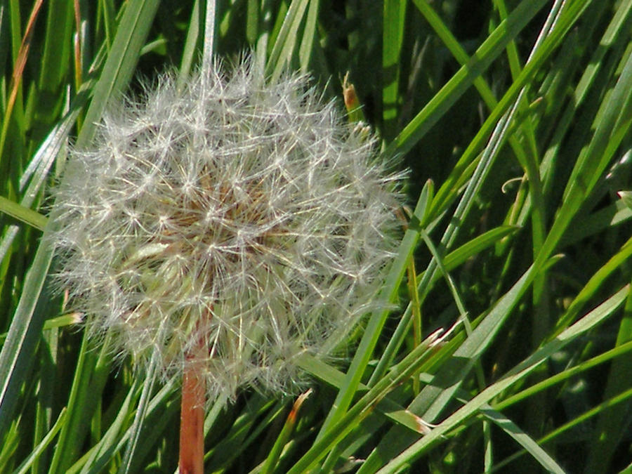 dandilion