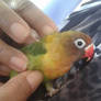 New baby bird