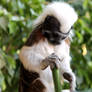 Saguinus oedipus 5