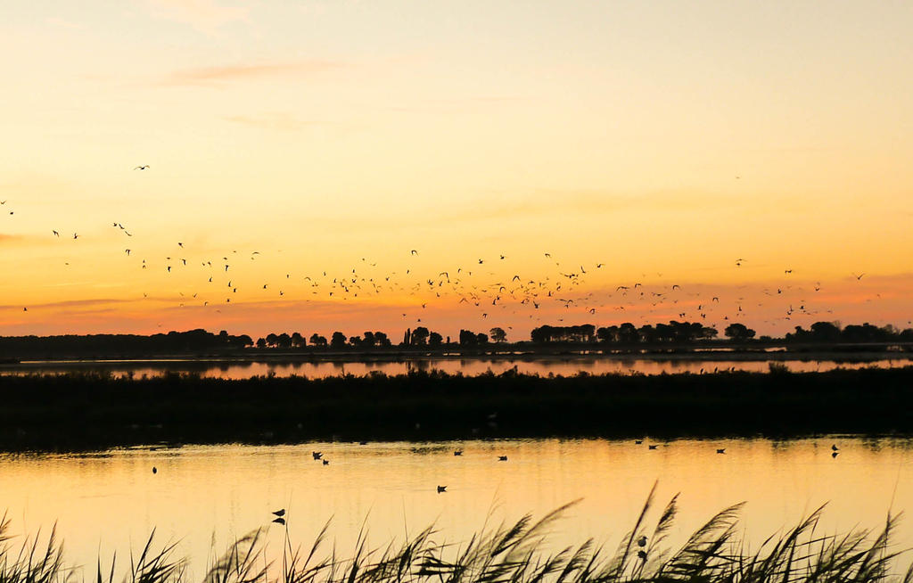 Sunrise in Camargue (it's time to go)