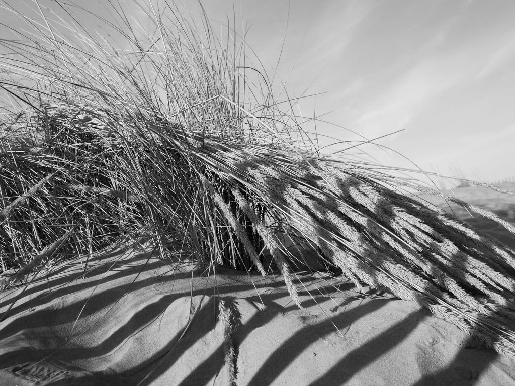 Herbes sages B and W