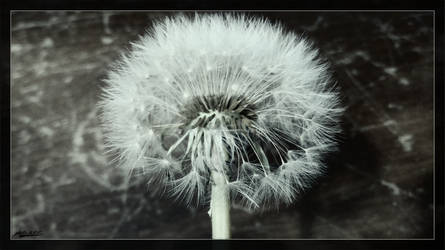 Dandelion Z 