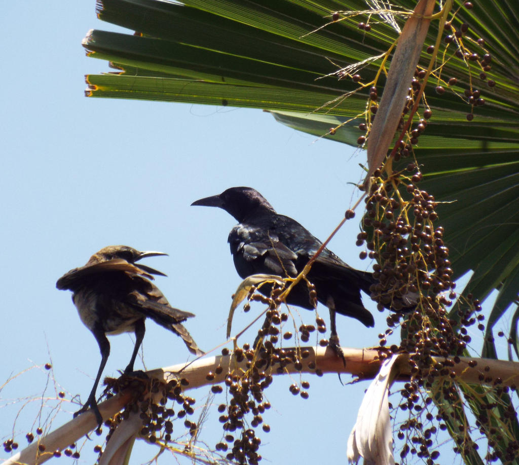 Boat tailed grackles