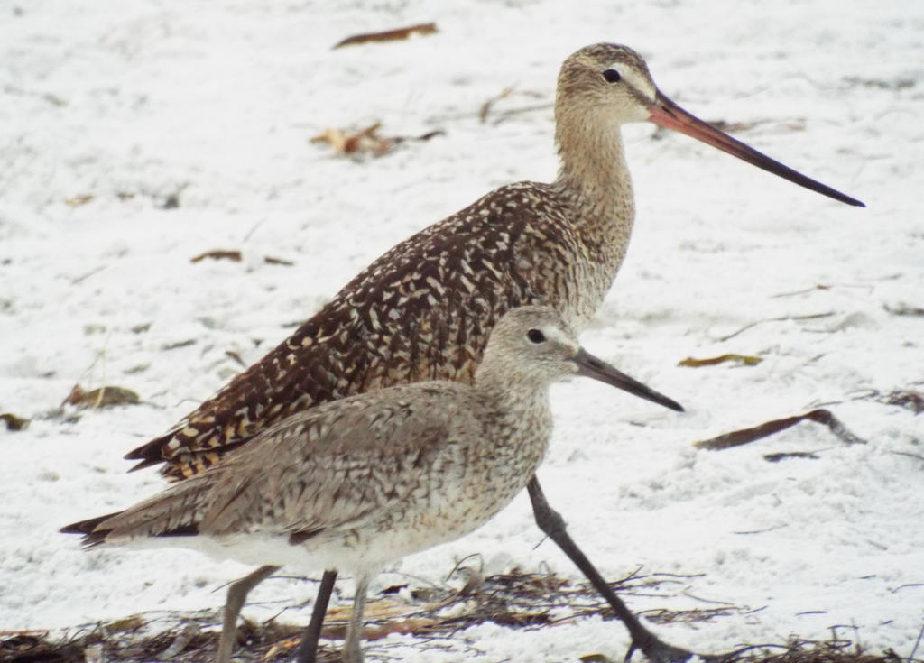 Marbled Godwit and Willet