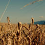 wheat field