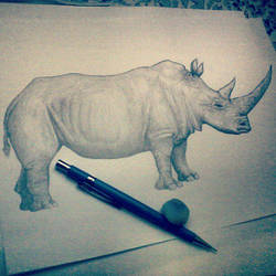 Rhino Wild