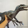 Raptor 4 feet long New color .