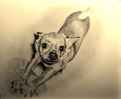 Chihuahua (Mia)