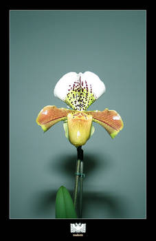 Paphiopedilum