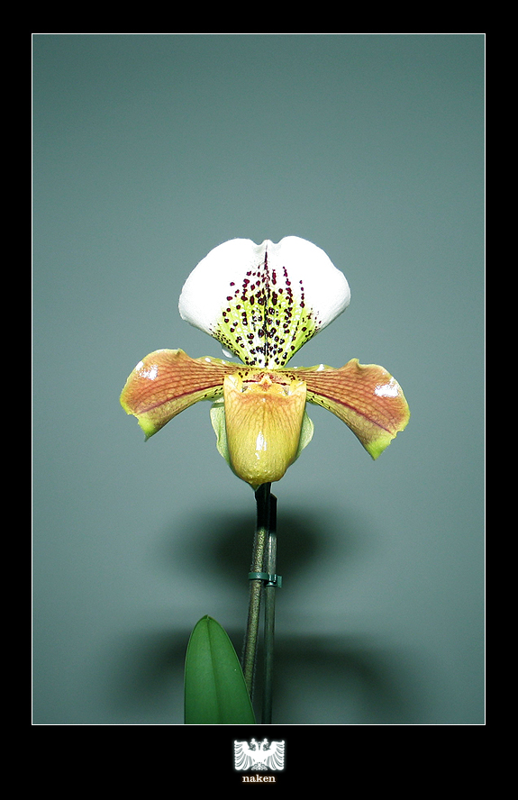 Paphiopedilum