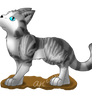 Ivypaw -From Thunderclan-