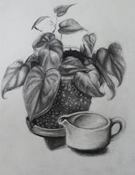 Philodendron Plant with Creamer