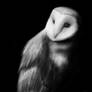 Barn Owl