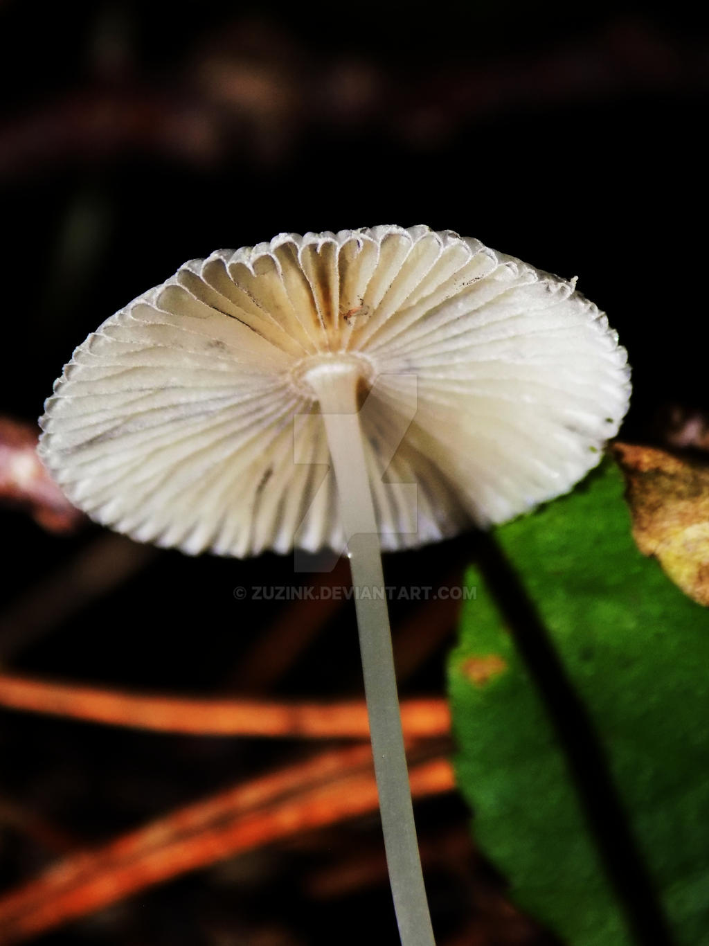 Umbrella