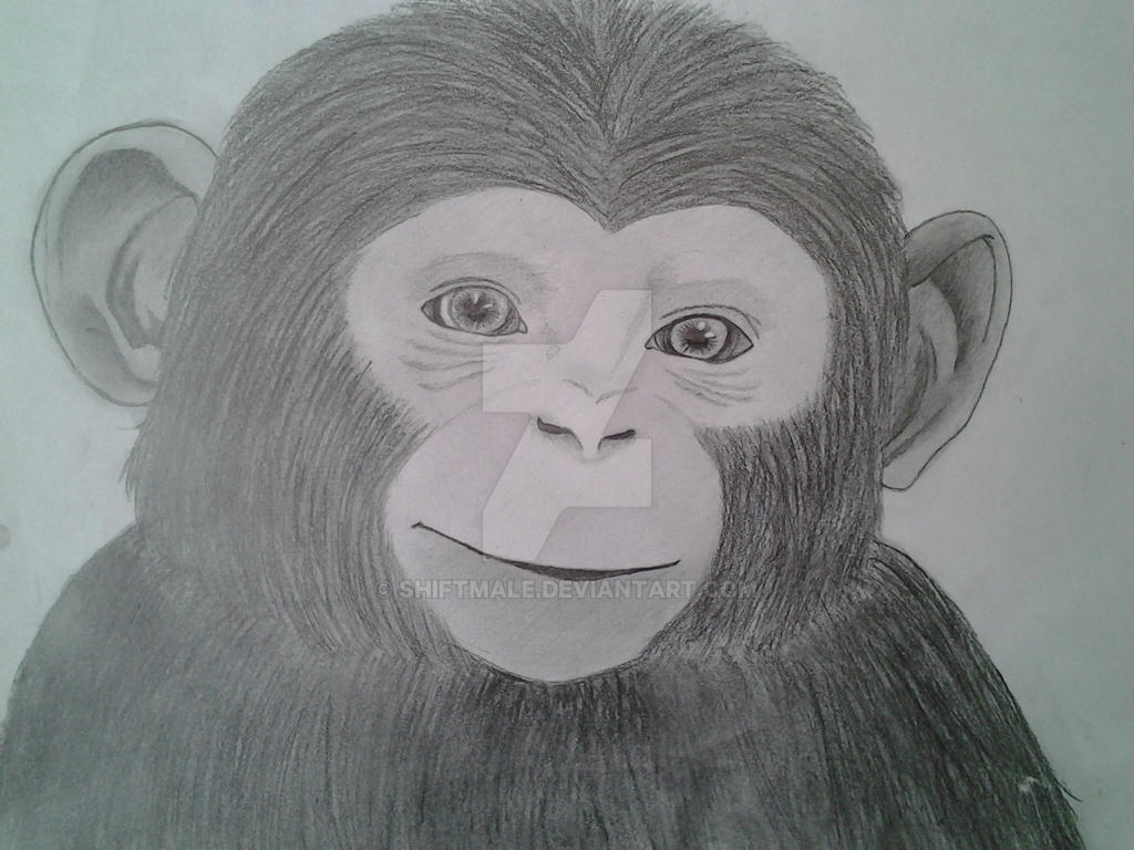 Realistic monkey drawing by shiFTMale on DeviantArt
