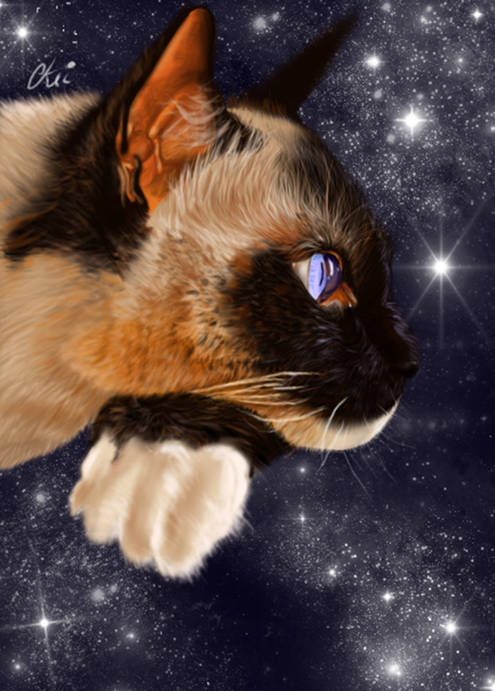 Star cat