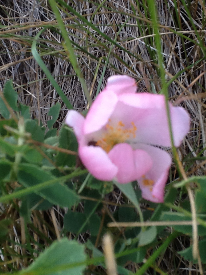 Pink prairie rose 3