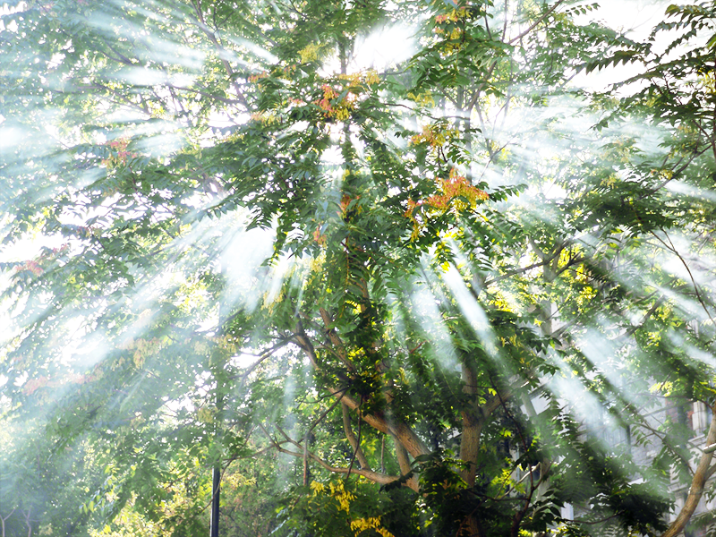 Sunbeams at Notting Hill