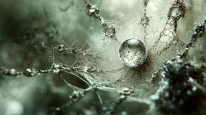 Caught in a Web
