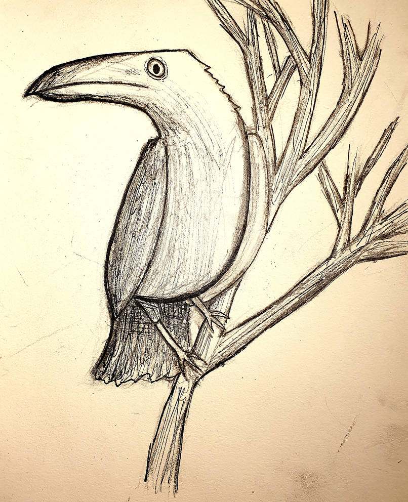 Bird stare by Anuke999 on DeviantArt