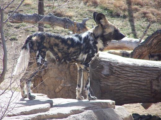 African Wild dog