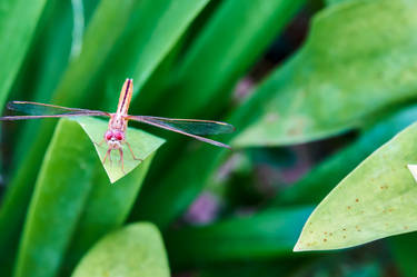 Dragonfly - taken by me