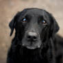 Black Lab