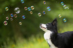 Bubbles by TerkaLoty