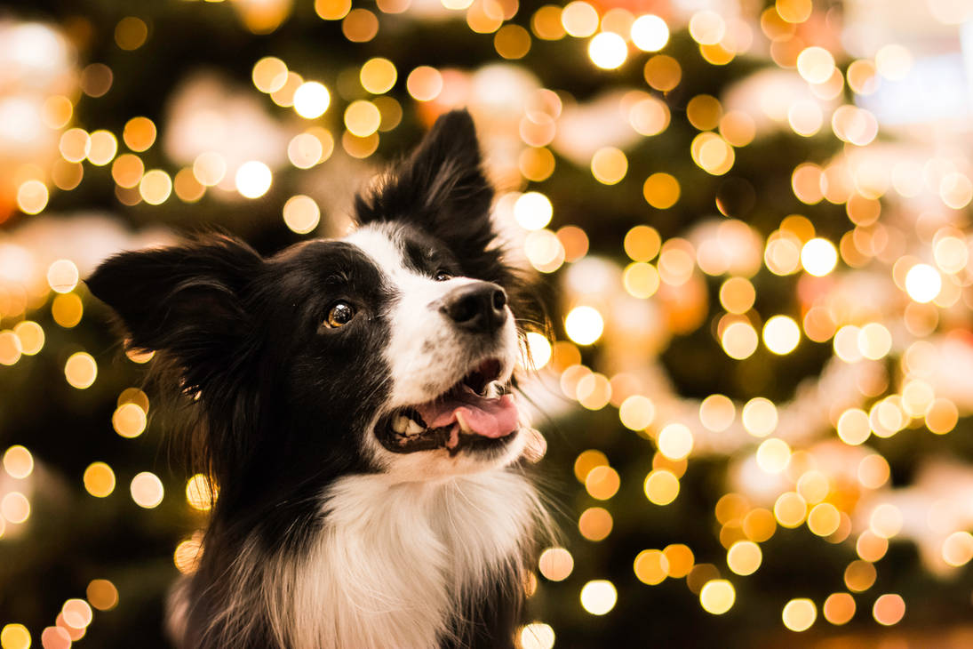 magia świąt Christmas time