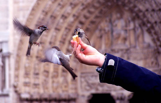 notre dame