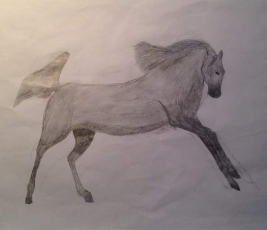 Arabian Horse