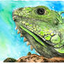Iguana Watercolor