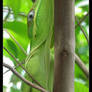 Anole_Mesh