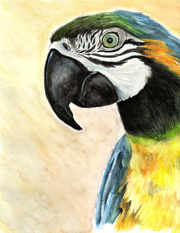 Macaw Parrot