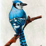 bluejay