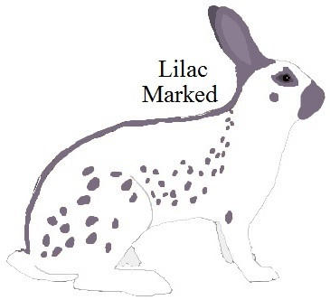 Showable Lilac English Spot by cjones1484 on DeviantArt