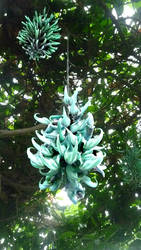 Jade Vine