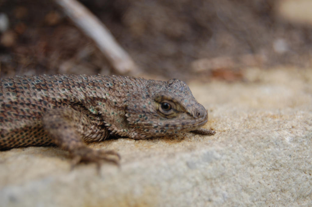 Little Lizard Friend by evileeveearmy on DeviantArt