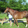 Dappled Sorrel Mare