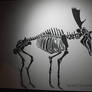 Moose Skeleton papercut