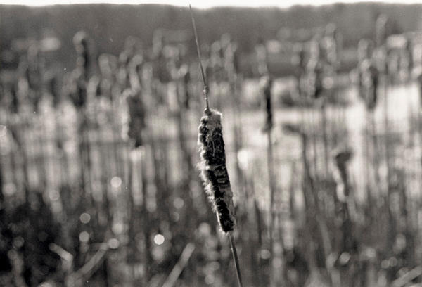 Cattails by KappaXtal on DeviantArt