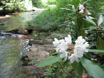 North Carolina: Mountain Laurel