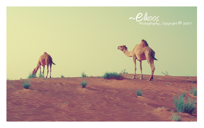 Camels