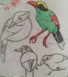 Short tailed green magpie. 